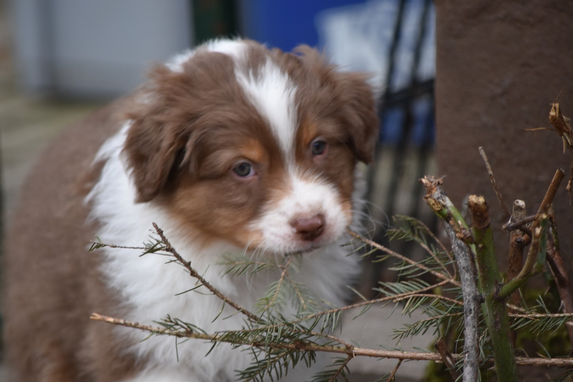 Australian Shepherd Zucht Kemnath